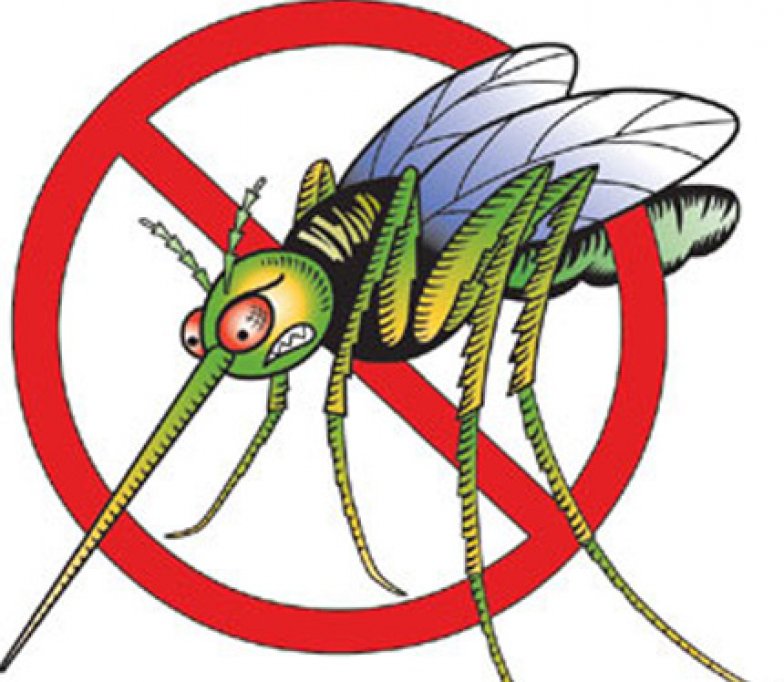 Cele mai comune insecte care necesita servicii de dezinsectie