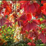 Frunzele de vita de vie rosie – o multime de beneficii impresionante pentru sanatate